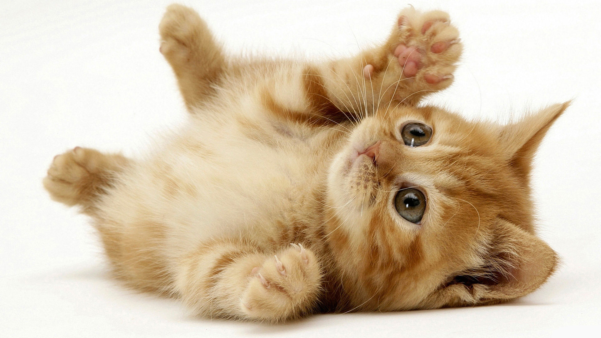 Kitten playing on it's back