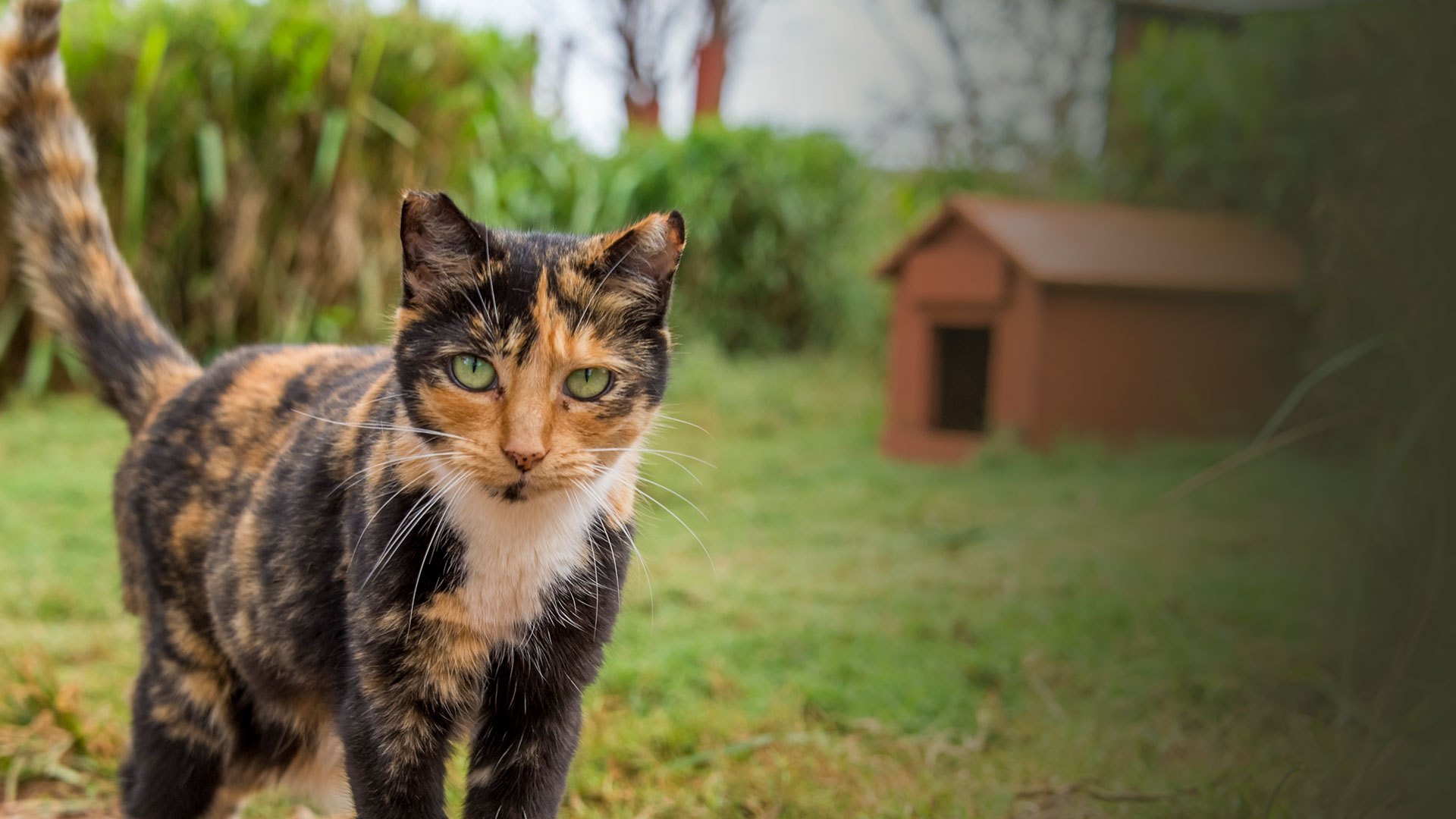 Orange and black cat outside