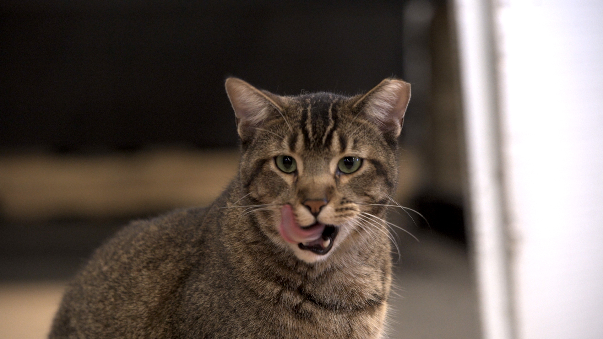 Cat licking it's lips